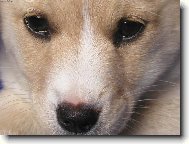 Chiguitka - o��ek