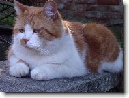 Leno�en� Mac�ka