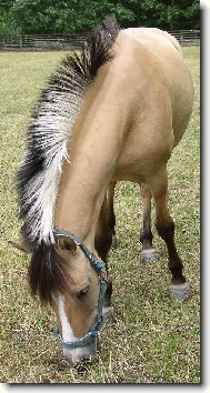 norsk� fjordsk� k��