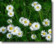 Oby�ejn� kr�sn� wallpaper