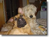 Nejlep�� kamar�di