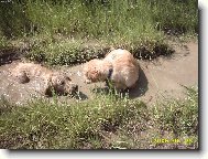 v kalu�i je skv�le