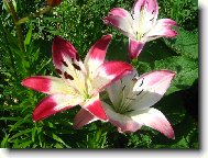 Slun��ko n�m prosp�v�