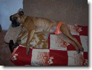 I fenky maj� sv� dny