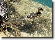 N�KDY JE �IVOT KR�SN�