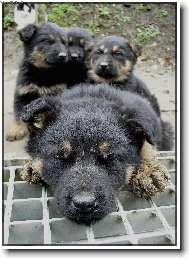 �t���tka spinkaj