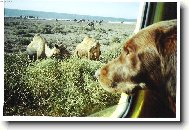 Wendy v rodn�m Maroku