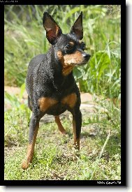 Bes�k - Mal� hladkosrst� pin�