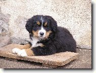 7 t�den� Audinka