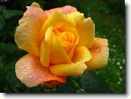 R��e s kapkami de�t�