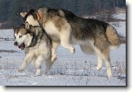 Hra na ko�ku a my�