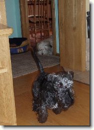 Po��dn� honi�ka