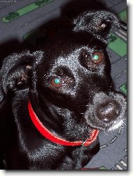 sle�na z �tulku....