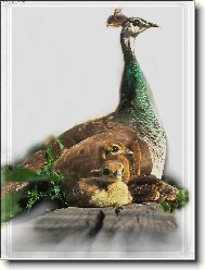 Pav�  miminka s m�mou ...