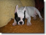 Spink�m, nebudit pros�m !