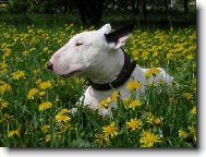 pampeli�kov� kr�l