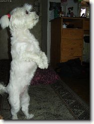 N�� MAL� POMOCN�K