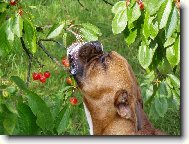 P��mo ze stromu jsou stejn� nejlep��...