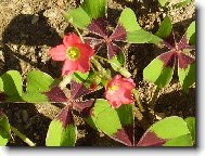 �ty�l�stek jinak