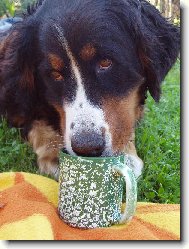 M�j Ber���ek