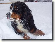 zasn�en� slun��ko