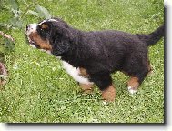 N� mal� Bert��ek