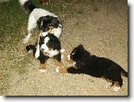 �um��ci s teti�kou...