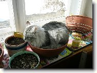 Mo�n� taky vykvetu.