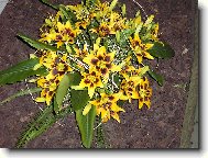 no nejsou prekrasn�?