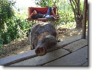 pohodi�ka ve slon� vesnici v Thajsku