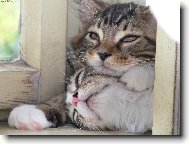 naprost� souzn�n�