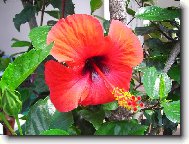 �erven� mi slu��