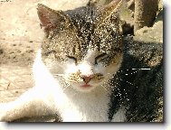 �i�inka sp�nk�