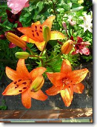 Oran�ov� kr�ska