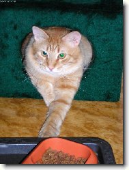 To j�dlo si mus�m hl�dat!