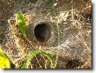 Pavou�� ��ra