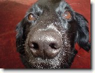 Ajka strk� nos kam nem�