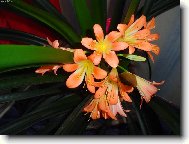 Hur�, rozkvetla poprv� po letech