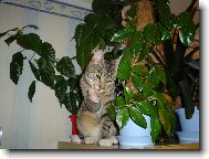 Mike� na sk��ni