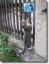 Ko�i�ka Puci�ka