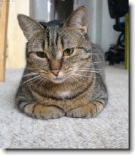 Sexina jako krabi�ka od sirek