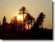 Z�pad slunce v korun�ch palem