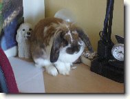 Kr�l��ek Tedd��ek