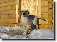 Chaloupka je zav�en�