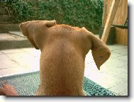 Pin� m� za u�ima