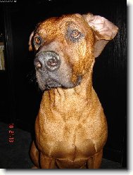 rhod�sk� ridgeback
