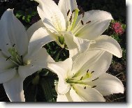 B�l� vzne�enost