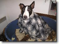 Jsem velk� frajerka