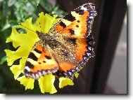 Odpo�inek mot�la