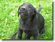 Le��m nebo b��m?